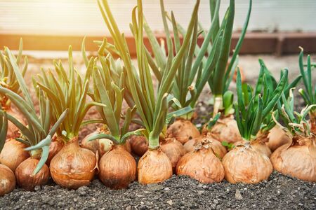 Planting onion in garden. Plantation in the vegetable garden agriculture. Sunlight flare copyspace.の写真素材