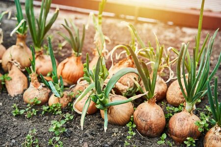 Planting onion in garden. Plantation in the vegetable garden agriculture. Sunlight flare copyspace.の写真素材