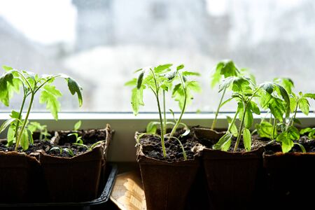 Cucumbers, pumpkin, watermelon seedling growing in cultivation tray. Vegetable plantation in house. Selective close-up of growing seed. Shallow depth of field.の写真素材
