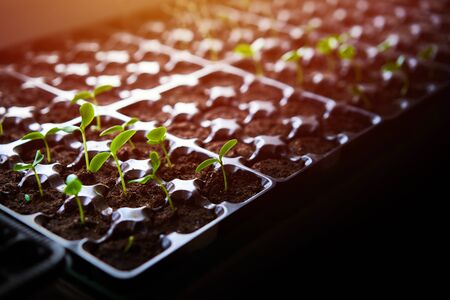 Cucumbers, pumpkin, watermelon seedling growing in cultivation tray. Vegetable plantation in house. Selective close-up of growing seed. Shallow depth of field. Sunlight flare copyspace for design.の写真素材