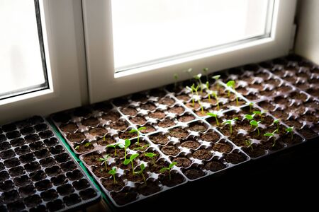 Cucumbers, pumpkin, watermelon seedling growing in cultivation tray. Vegetable plantation in house. Selective close-up of growing seed. Shallow depth of field.の写真素材