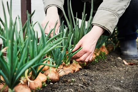 Woman cutting onion in garden. Plantation in the vegetable garden agriculture.の写真素材