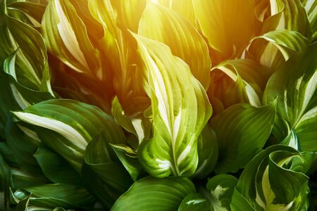 Host plant. Bright green background with leaves for design. Hosta in garden. Sunlight flare copyspace.の写真素材