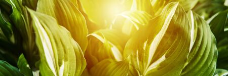 Host plant. Bright green background with leaves for design. Hosta in garden. Sunlight flare copyspace.の写真素材