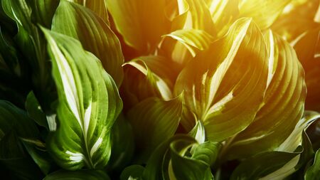 Host plant. Bright green background with leaves for design. Hosta in garden. Sunlight flare copyspace.の写真素材