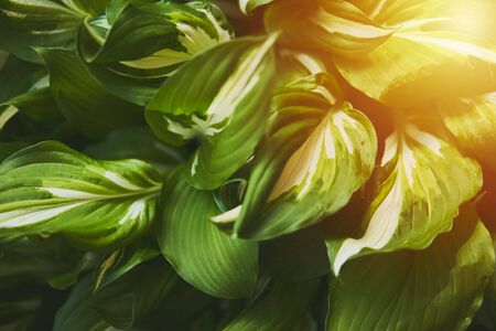 Host plant. Bright green background with leaves for design. Hosta in garden. Sunlight flare copyspace.の写真素材