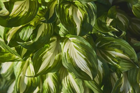 Host plant. Bright green background with leaves for design. Hosta in garden.の写真素材
