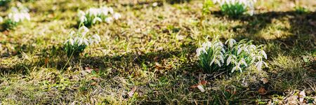 Snowdrops in sunlight. Early spring flowers. Bright background for web design, site. Banner sizeの写真素材