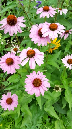 Pink Echinacea Flowers