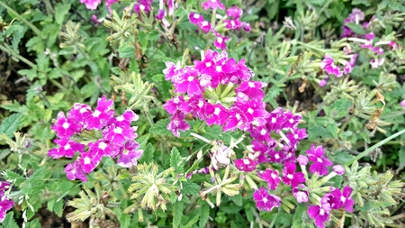 Small flowers in flower bedsの写真素材