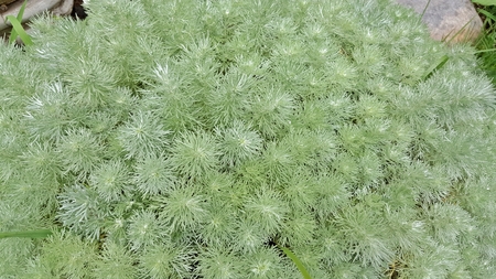 Filled Green Plants Backgroundの写真素材