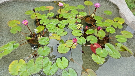 Moist pink lotusの写真素材