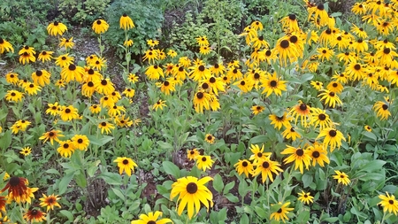 Rudbeckia flower garden in full bloomの写真素材
