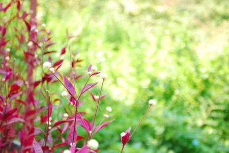 Red flower in the gardenの写真素材