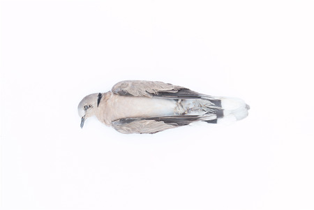 Dead bird (Spotted Dove) on white backgroundの写真素材