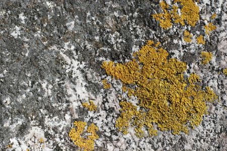 it is a fungus on a rockの写真素材