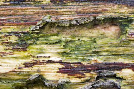 used tree in macroの写真素材