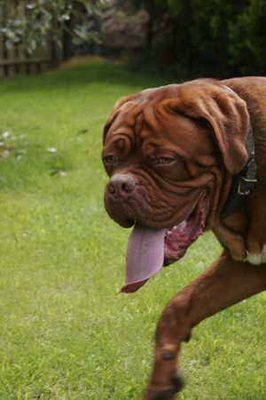 french mastif dogue de bordeaux dogsの写真素材
