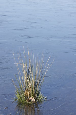 a lake with plants in iceの写真素材