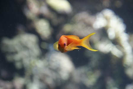 an exotic fish swimmingの写真素材