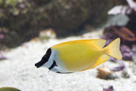 an exotic fish swimmingの写真素材