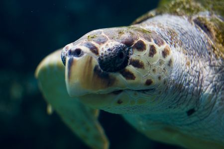 close up of a turtle swimming underwaterの写真素材