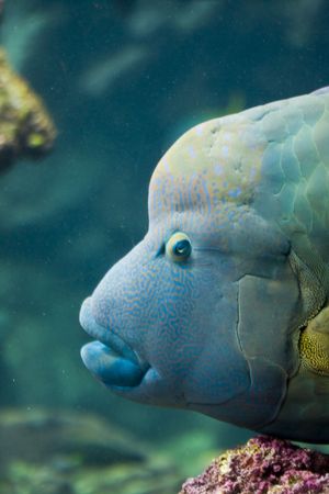 an exotic fish swimmingの写真素材