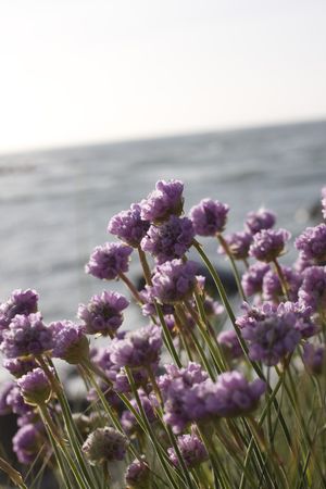 part of coastline in brittanyの写真素材