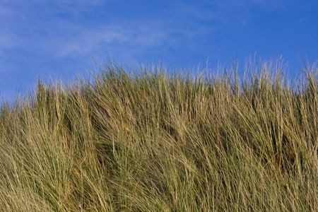 grass and flower on coastline