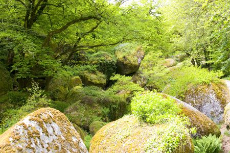 bigs rocks in a brittany forestの写真素材