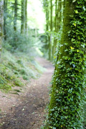 a way beetween trees in brittanyの写真素材