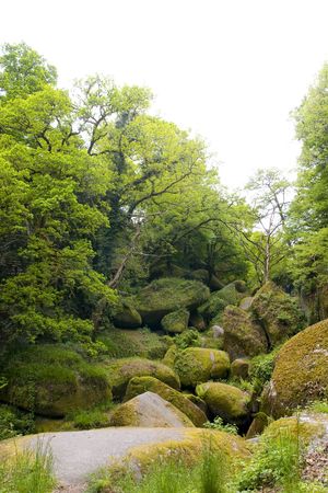 bigs rocks in a brittany forestの写真素材