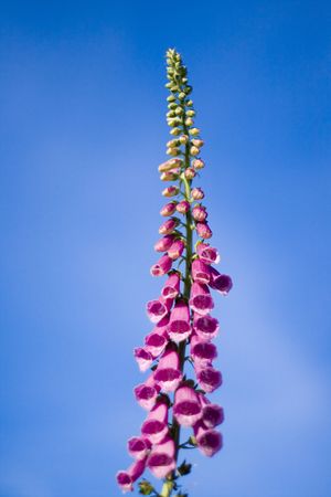 Digitalis Purpurea aslo named foxglove