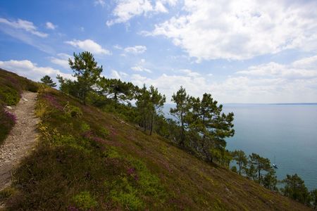 heather on coastline of brittanyの写真素材