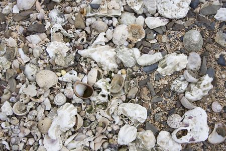 many shells on a beach