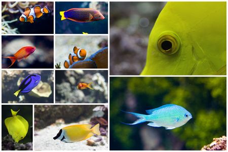 an exotic fish swimmingの写真素材