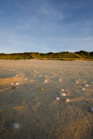 many shells on a beach