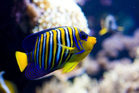 an exotic fish swimmingの写真素材