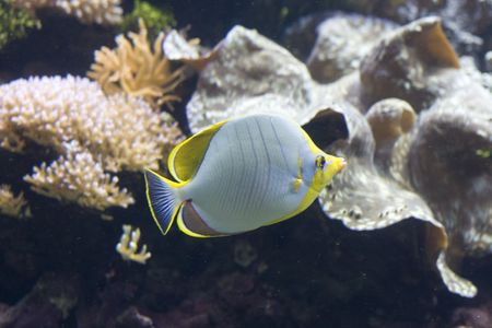 an exotic fish swimming