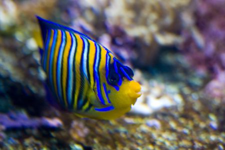 underwater landscape with fishesの写真素材