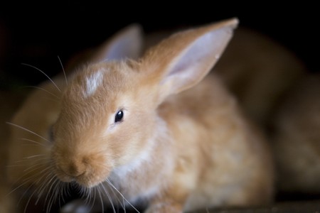 many young rabbits looking cameraの写真素材