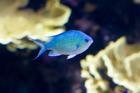 an exotic fish swimmingの写真素材