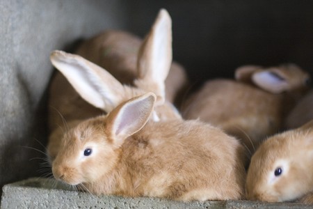 many young rabbits looking cameraの写真素材