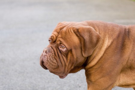 big french mastiff of bordeauxの写真素材