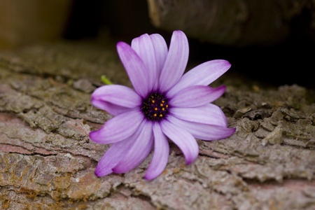 a part of a flower in macro