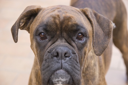 head of a dog, boxerの写真素材