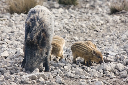 Youngs piglets suckling at mumの写真素材