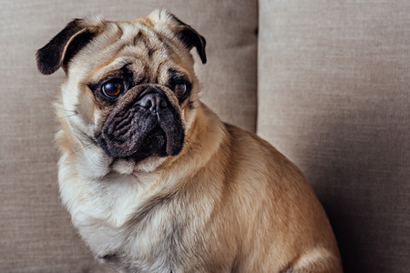 Portrait of young pug dog sitting on the sofaの写真素材