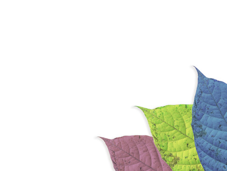 Colorfull leaf on isolatedの写真素材