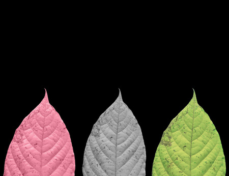 Colorfull leaf on isolatedの写真素材